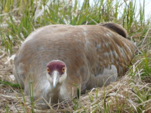 Sandhill Crane Nest Webcam