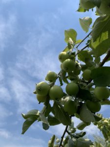 Heritage Apple Orchard