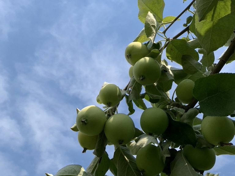 Heritage Apple Orchard
